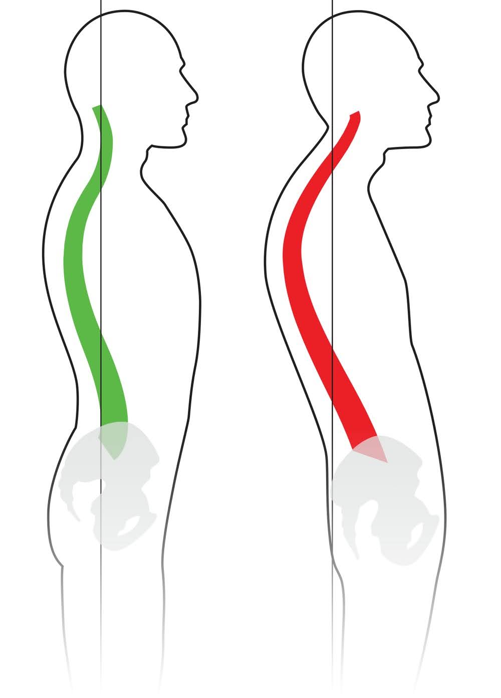 morphologie digestion